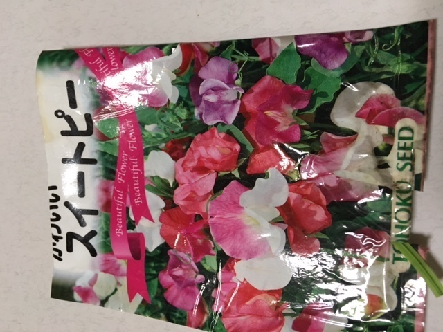 スイートピー種.jpeg